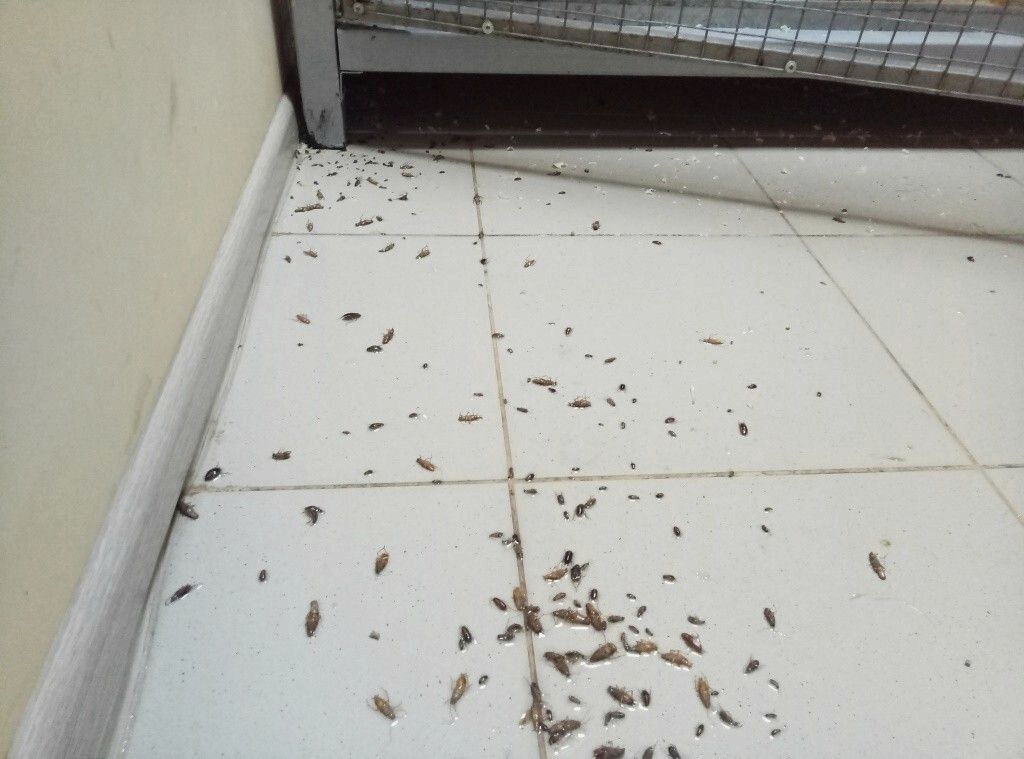 Дезинсекция