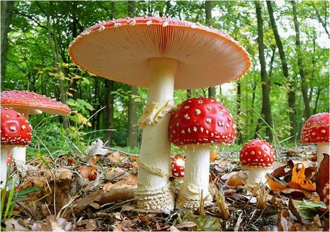 Мухомор