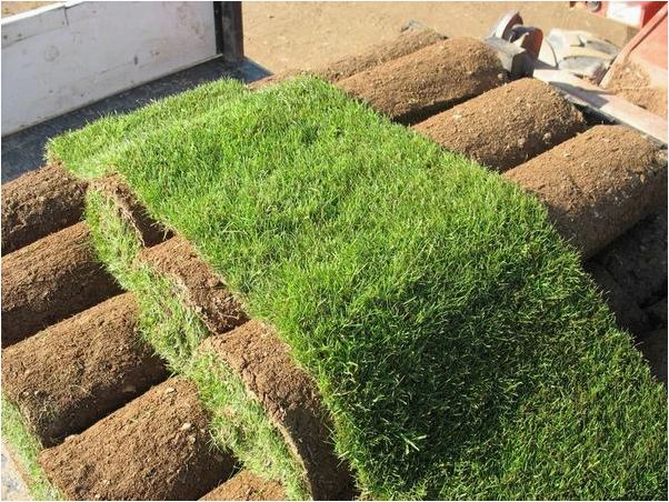 (рулонный, газон, выбор, лентяев) Рулонный газон — выбор не лентяев, а тех, кто знает цену времени