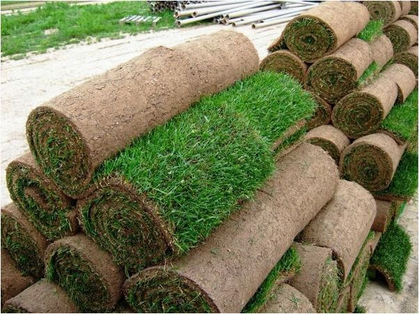 (рулонный, газон, выбор, лентяев) Рулонный газон — выбор не лентяев, а тех, кто знает цену времени