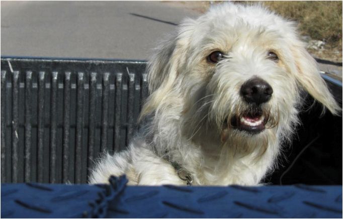 (ветеринарная, клиника, выбираем, лучшую) Ветеринарная клиника: выбираем лучшую