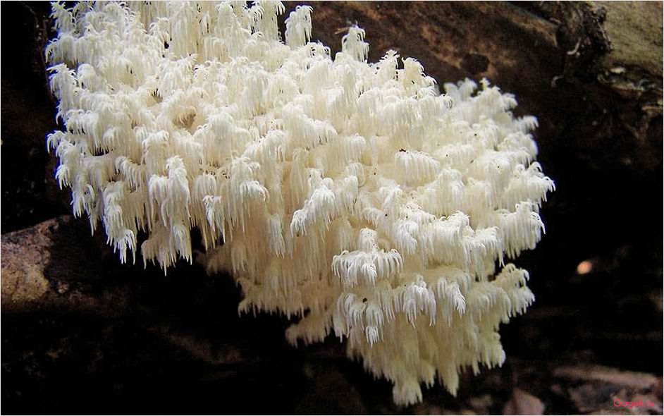 Ежовик гребенчатый грибы