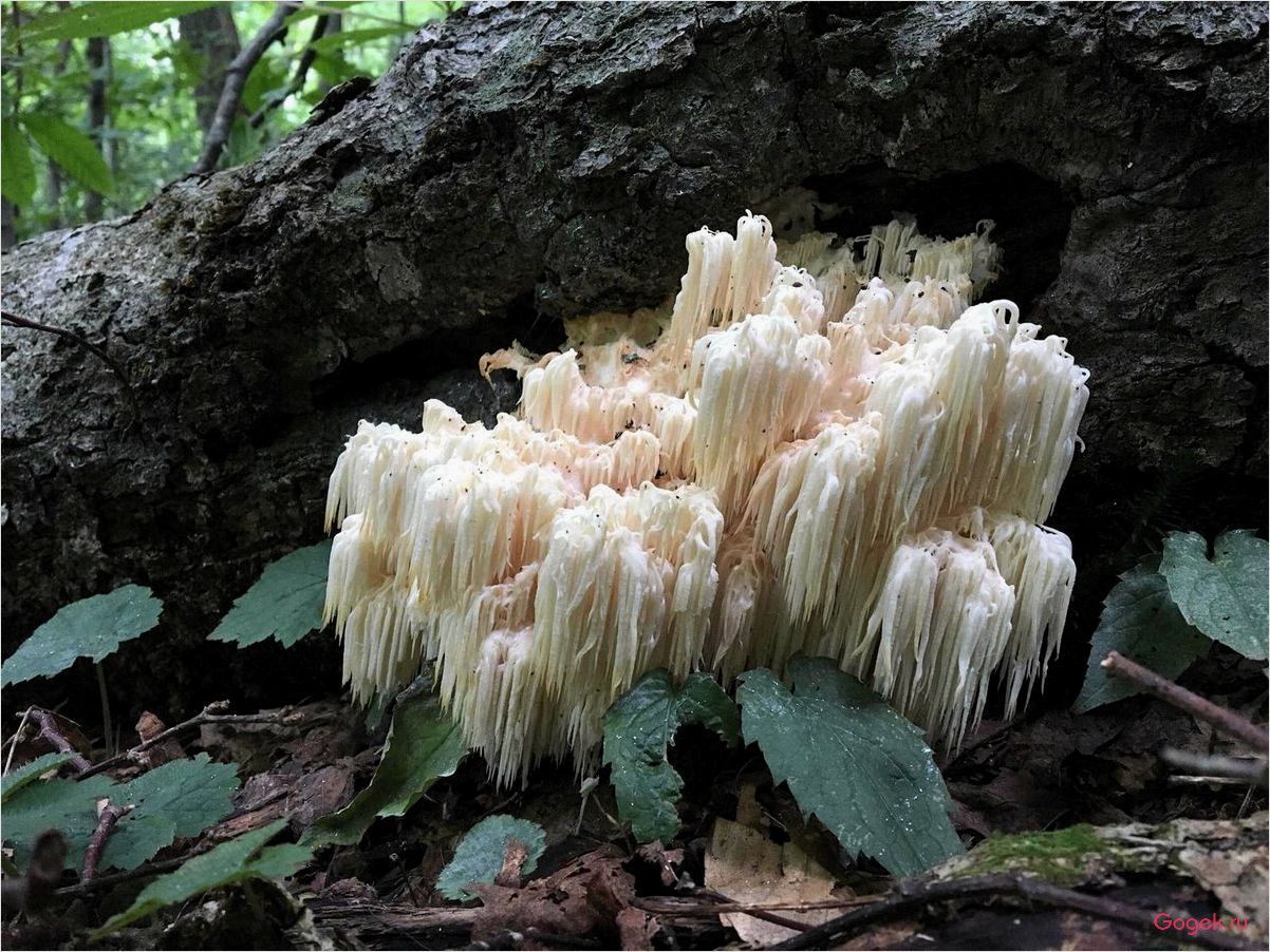 Ежовик гребенчатый грибы