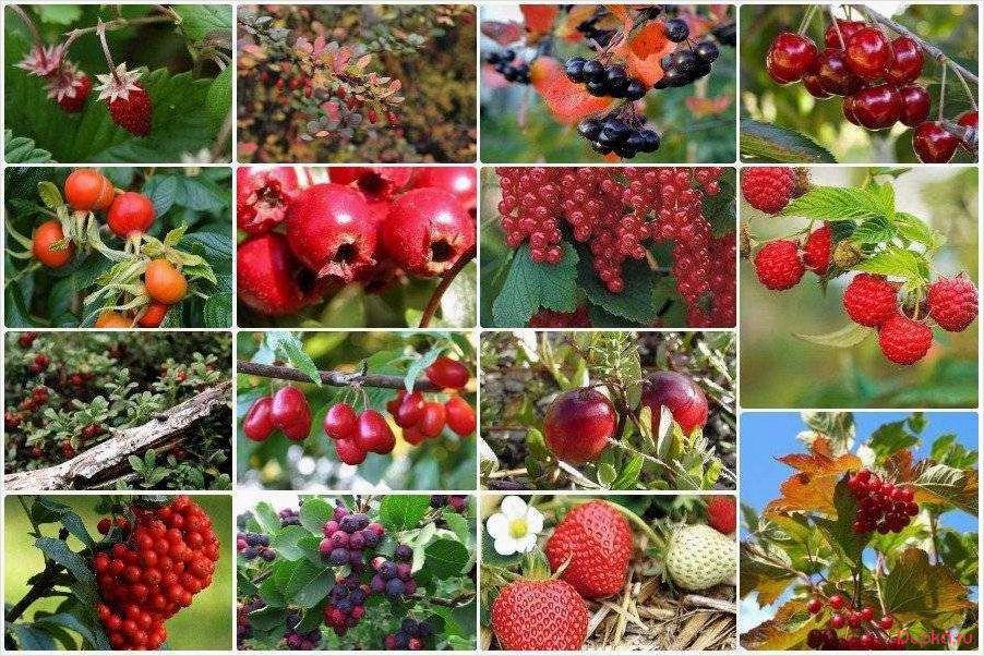 Компания предлагает широкий ассортимент посадочного материала для выращивания декоративных, плодовых и ягодных растений 