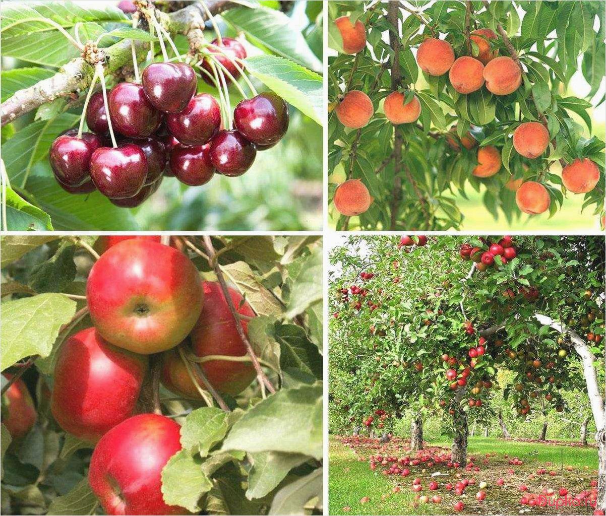 Компания предлагает широкий ассортимент посадочного материала для выращивания декоративных, плодовых и ягодных растений 